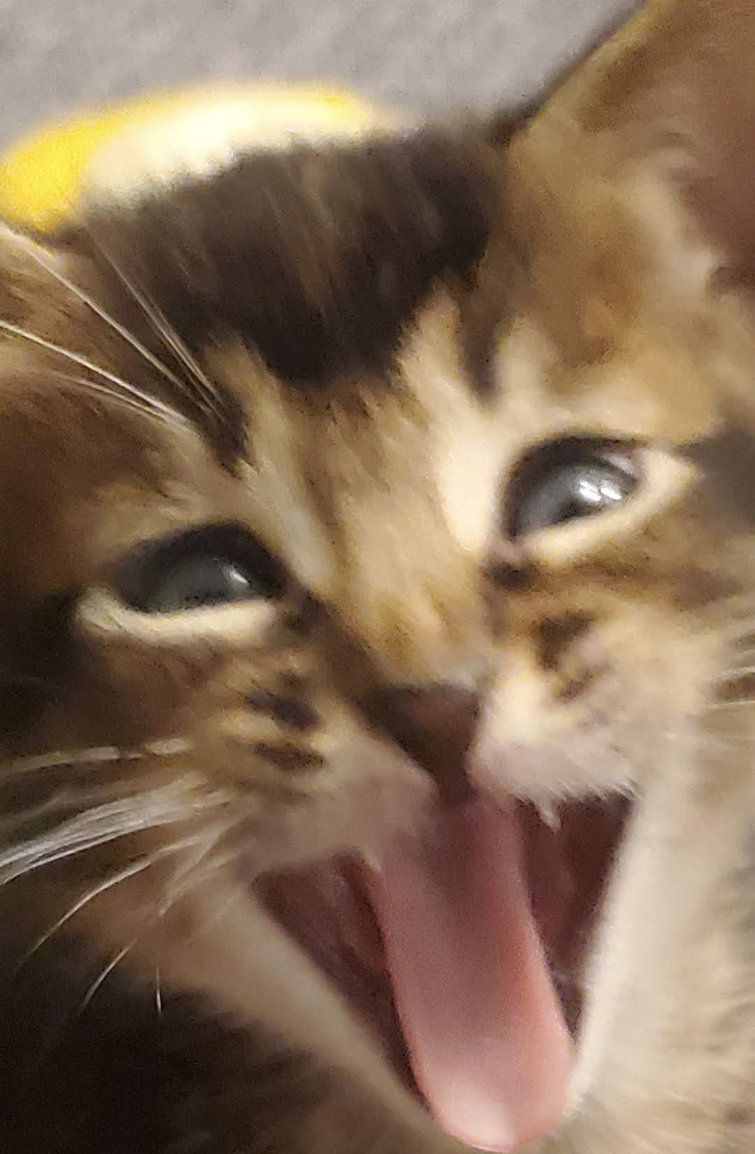 Screenshot_20210903-000452_Gallery