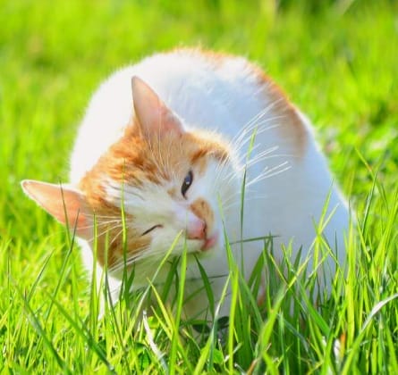grasscat
